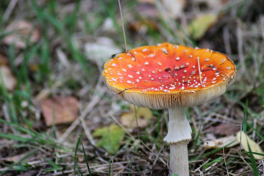 fly agaric, red, white dots, toxic, wulstlinge, fungal species, close up, forest floor, macro, forest