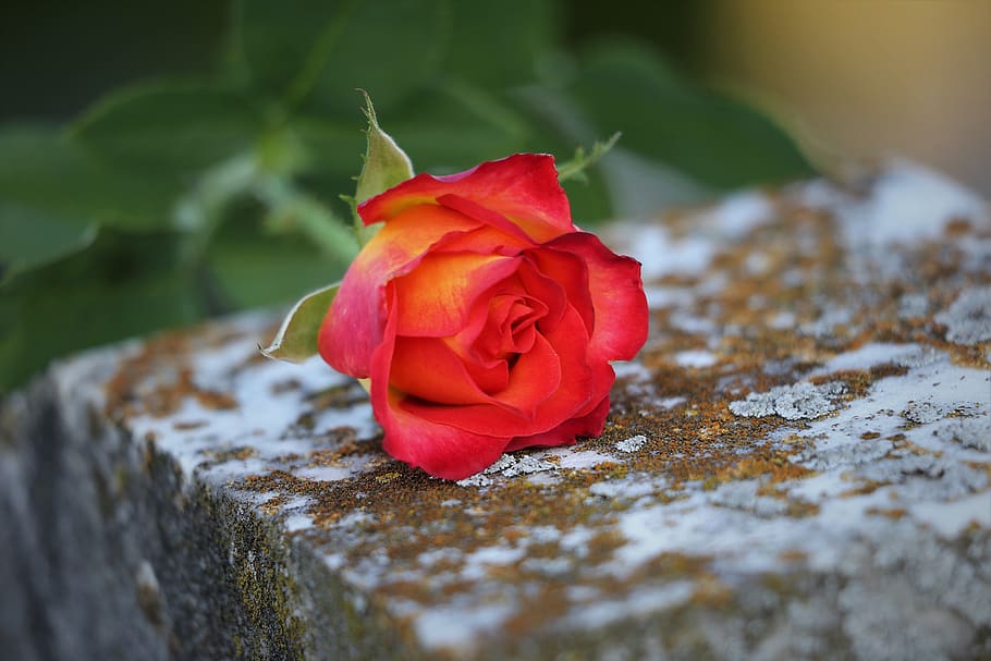 red yellow rose, love symbol, condolence, old marble, remembering, rose alinka, summer, nature, outdoor, flower