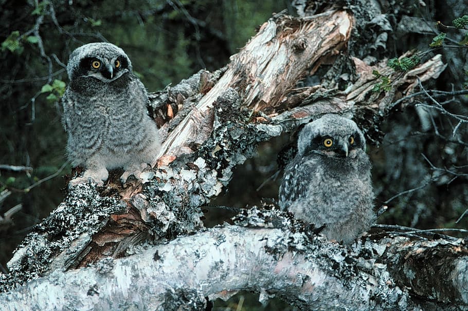 two, gray-and-black owls photo, winter, northern hawk owl, owls, bird, chicks, snow, ice, tree