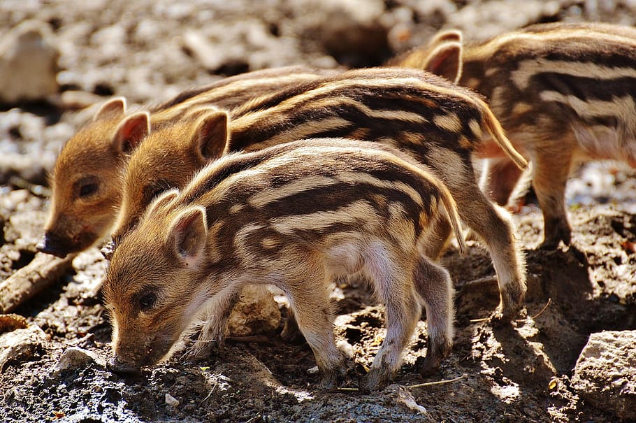 wild pigs, little pig, wildpark poing, young animals, piglet, pig, small, funny, cute, sweet