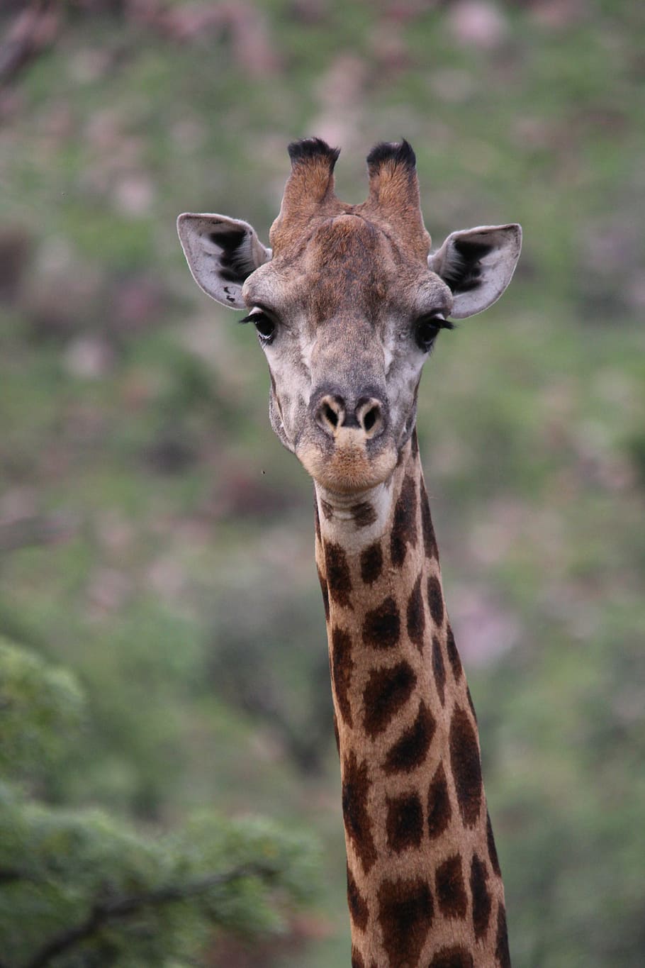 jirafa, animal, mamífero, salvaje, fauna, naturaleza, safari, África, safari Animales, animales en estado salvaje