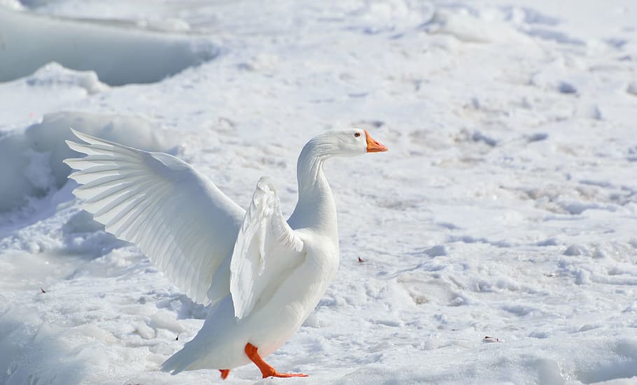 white, goose, flapping, wing, greater snow goose, snow goose, wading bird, winter, nature, wildlife