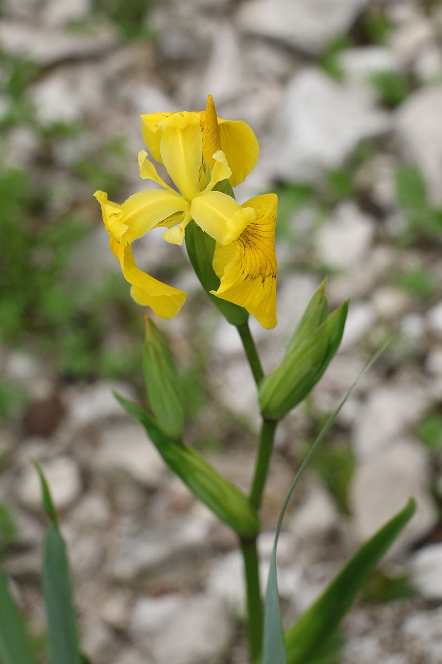 iris, flower, flowers, bloom, nature, summer flowers, plant, yellow, springtime, petal