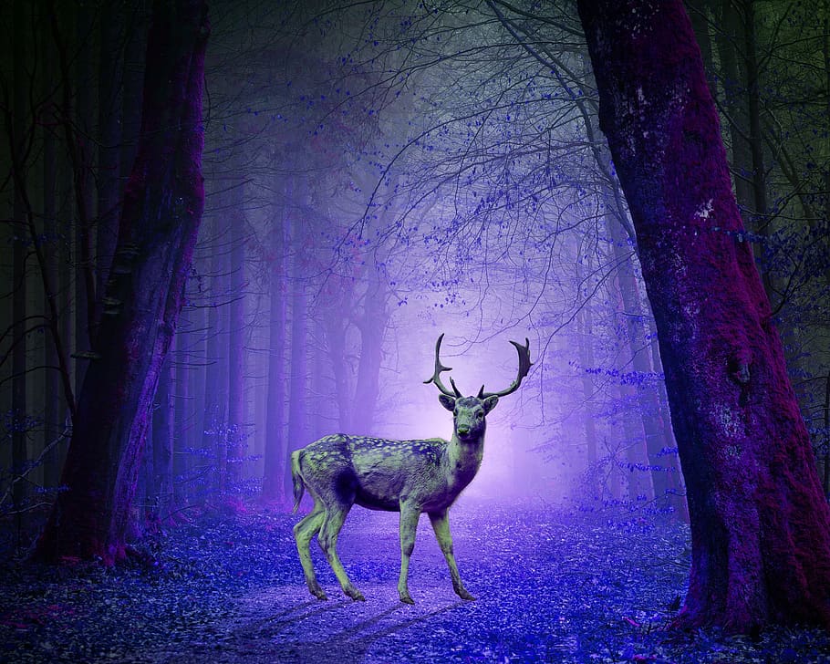 psychedelic, deer, art, painting, nature, wildlife, animal, decoration, horned, creative