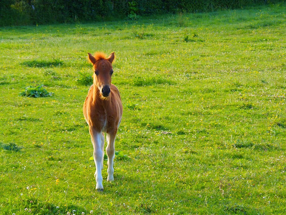Animal, Foal, Horse, Nature, Field, petit, young, pre, green, curious