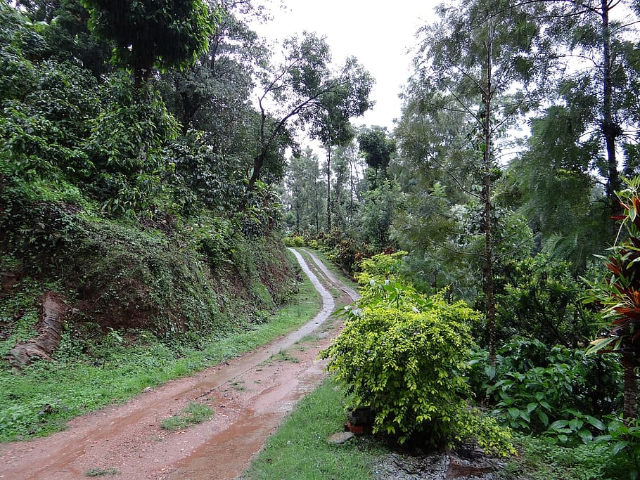 trail, forest, coffee plantation, coffea robusta, madikeri, coorg, india, nature, tree, road