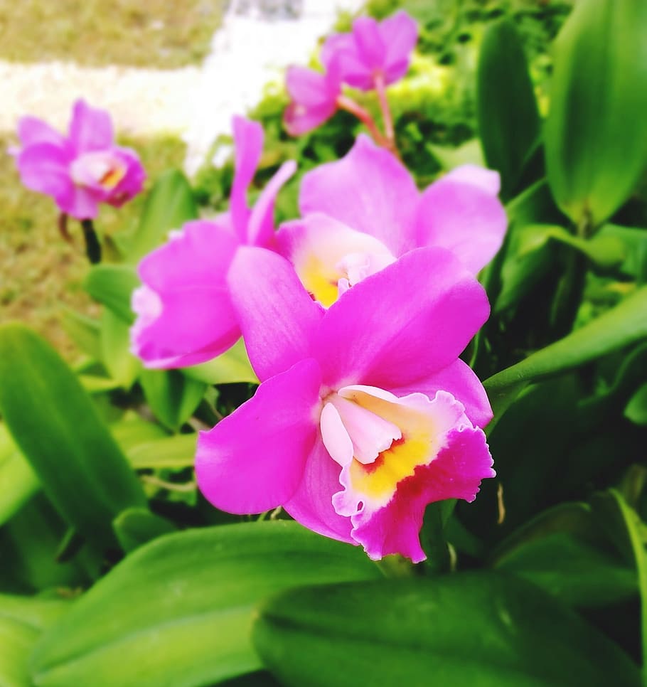 orchid, pink, green, flowering plant, flower, plant, freshness, vulnerability, beauty in nature, fragility