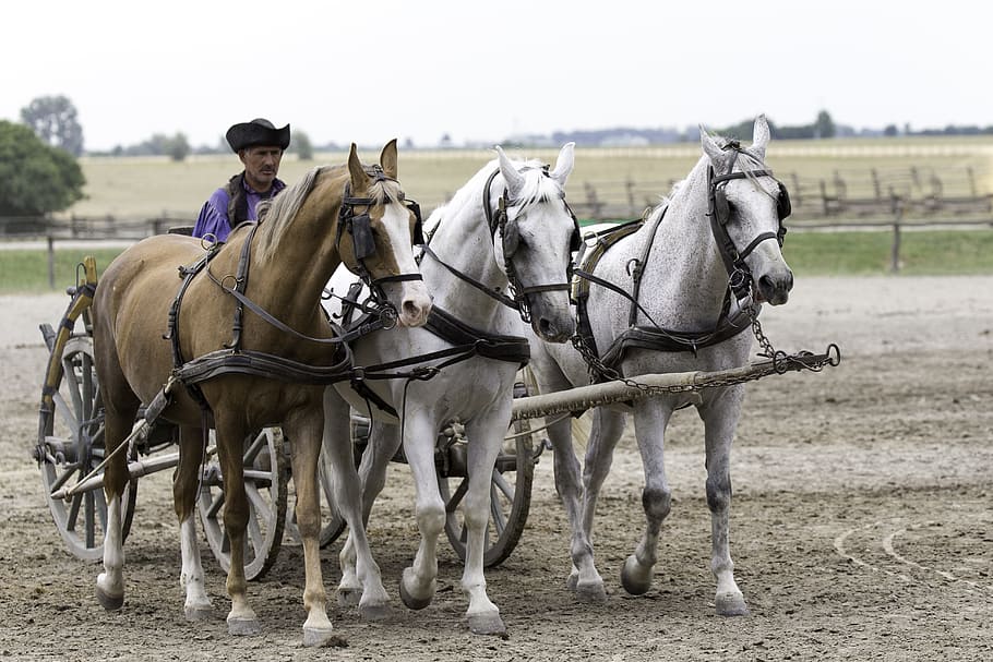 puszta horse farm, Puszta, Horse Farm, Hungary, equestrian demonstration, driven 3-in-hand, traditional farm cart, horse, animal, outdoors