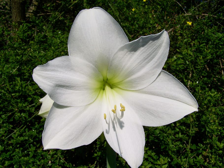 Amaryllis, flor blanca, planta en maceta, planta de habitación, naturaleza,  flor, planta, pétalo, belleza en la naturaleza, primer plano | Pxfuel