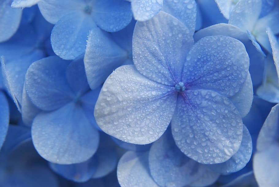 closeup, blue, petaled flowers, hydrangeas, flower, madagascar, blue flowers, purple flowers, plant, close-up