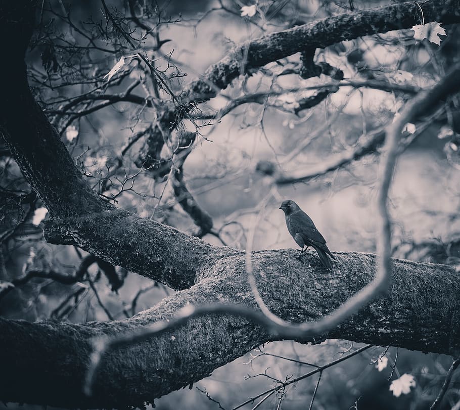 trees, forest, bird, twigs, woods, monochrome, black and white, tree, animals in the wild, plant