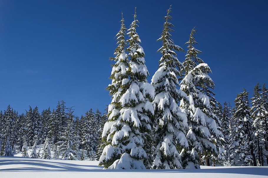 trees, coated, snow, pine trees, winter, covering, evergreens, mount bachelor, deschutes national forest, oregon