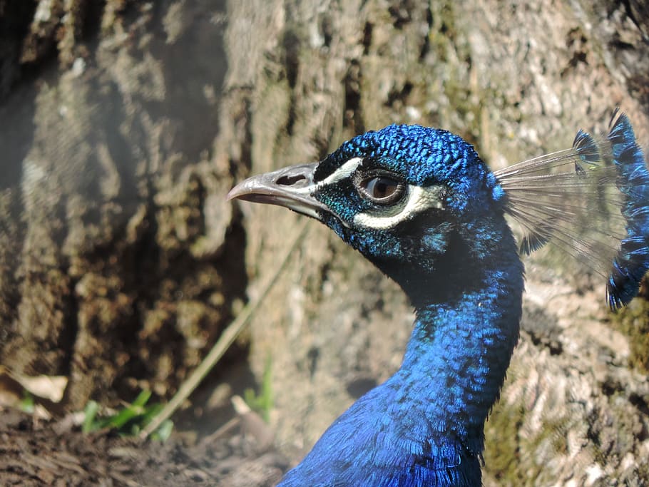 Pheasant, Curitiba, Zoo, one animal, bird, animal wildlife, animals in the wild, animal themes, peacock, animal
