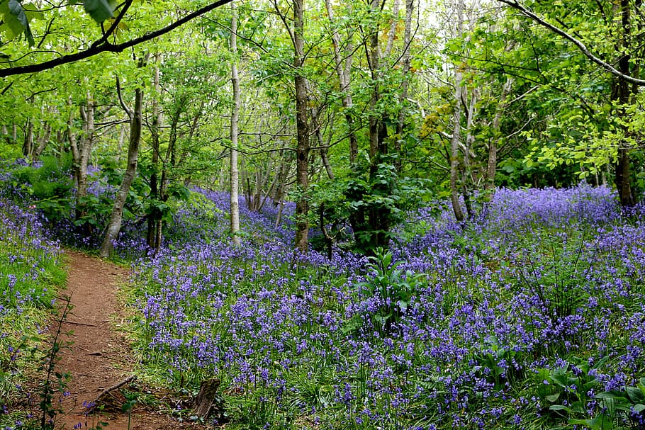 Bluebells, Woods, Spring, Countryside, blue, tree, outdoors, purple, nature, plant