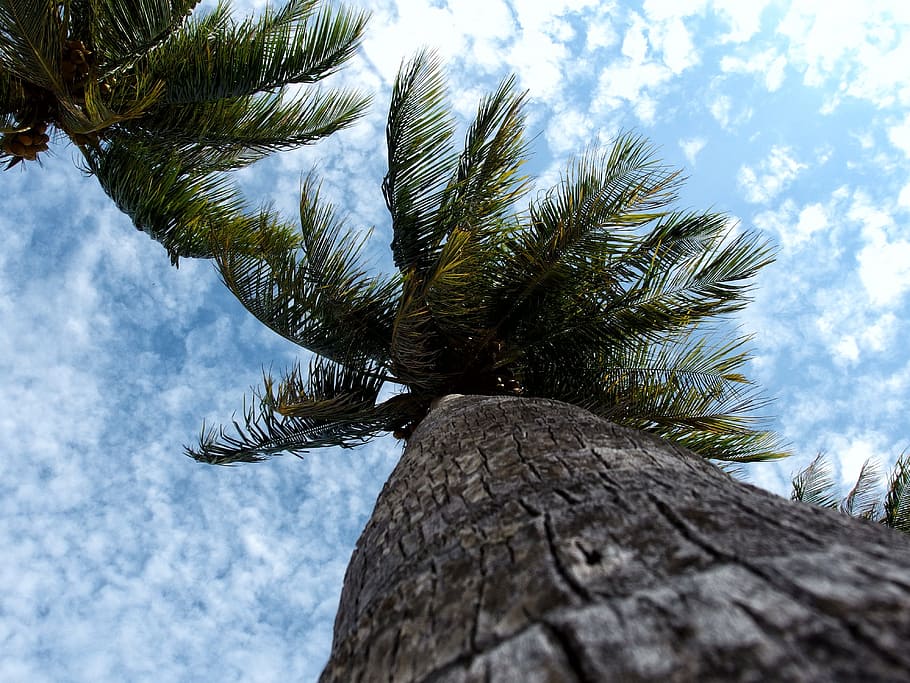palms, coconut, maldives, palma, summer, sea, north male atoll, sky, holidays, blue