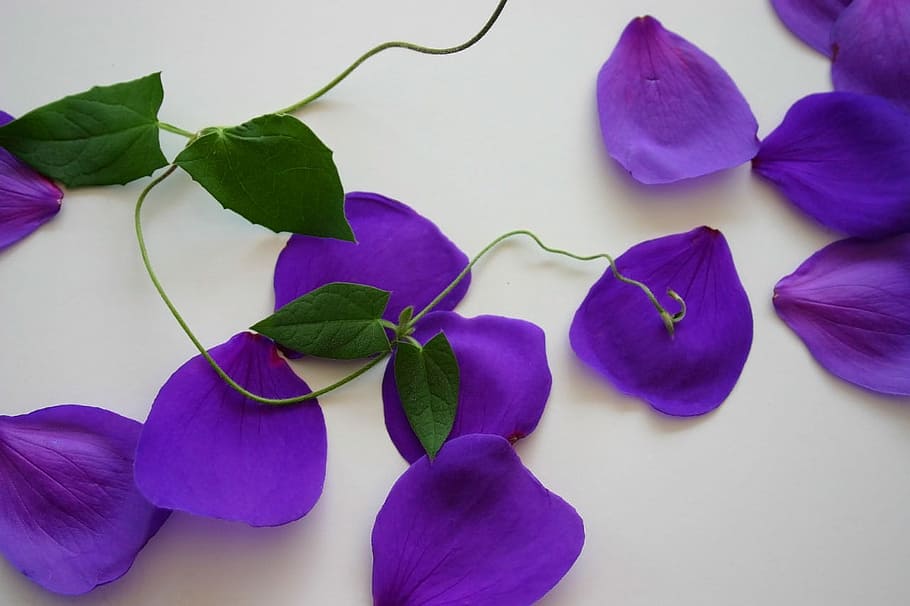 purple, flower petals, white, surface, purple flower, white surface, flower, vine, pedals, nature