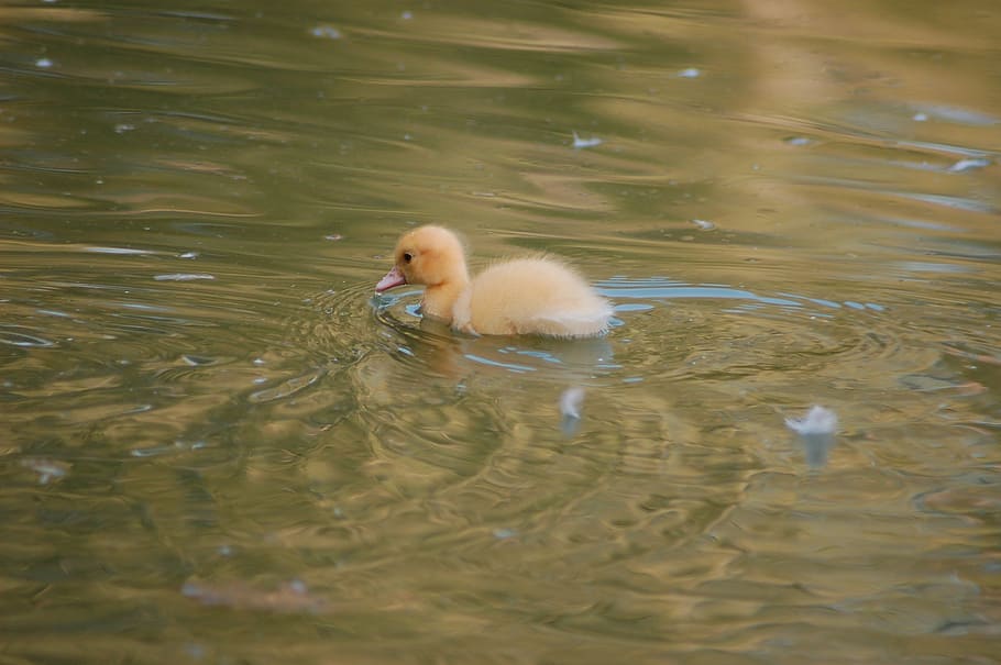 duckling, feathers, cute, ducks, chicks, feather, duck, pond, animal themes, animal
