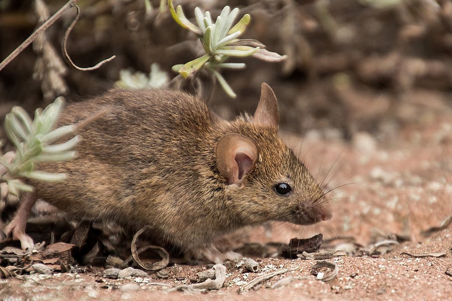 selectivo, fotografía de enfoque, marrón, roedor, ratón de campo, ratón, naturaleza, animal, mamífero, jardín