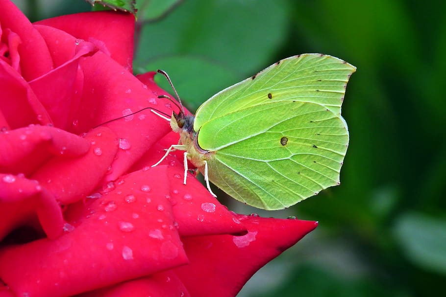 butterfly, sulphur butterfly, insect, flower, rose, the petals, nature, spring, wings, drops