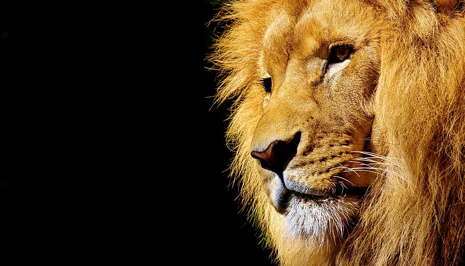 close, lion, wild animal, dangerous, animal, africa, wildcat, zoo, predator, cat