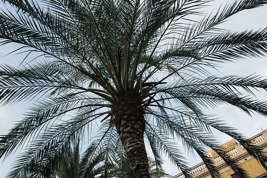Palm trees, Spain, summer, nature, trees, travel, vacation, mediterranean, barcelona, palms