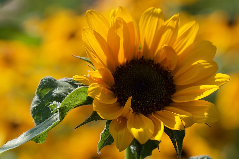 bunga matahari, bunga-bunga, merapatkan, bidang, warna-warni, kuning, berkembang, berbunga, botani, terang