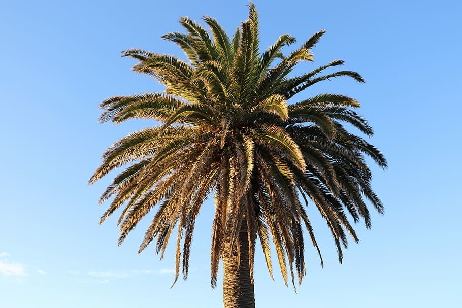 palmeira, céu azul, praia, céu, clima tropical, vista de ângulo baixo, crescimento, planta, tamareira, ninguém