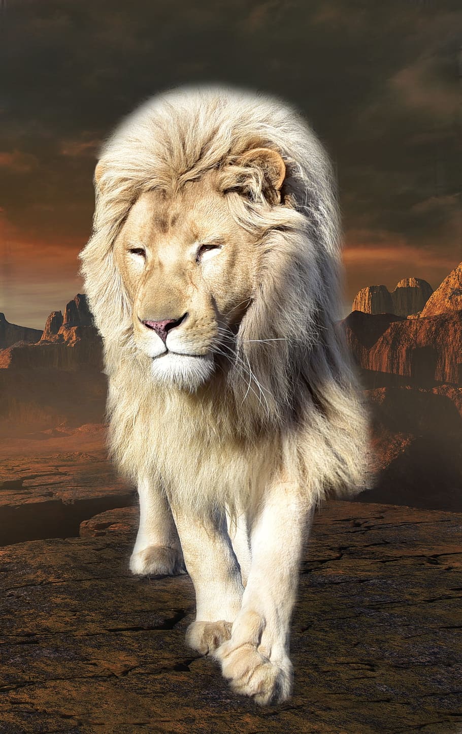 walking, brown, lion illustration, lion, wise lion, mane, male, cat, predator, animal