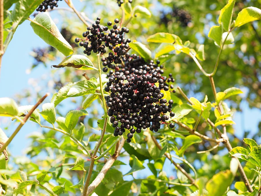 Elder, Elderberries, Berries, Fruits, black elderberry, sambucus nigra, holder, holder bush, holler, lilac