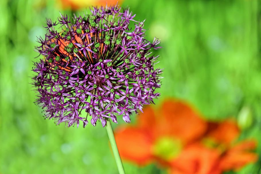 ornamental onion, allium, flower, blossom, bloom, purple, spring, garden plant, starlight, flower ball