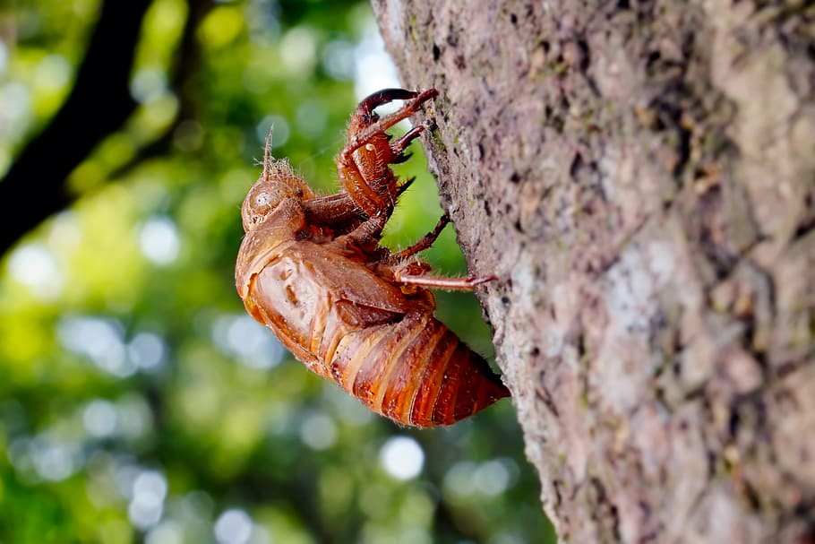cicada, animal, chantui, the cicada shell, insect, summer, green, biological, animals in the wild, invertebrate