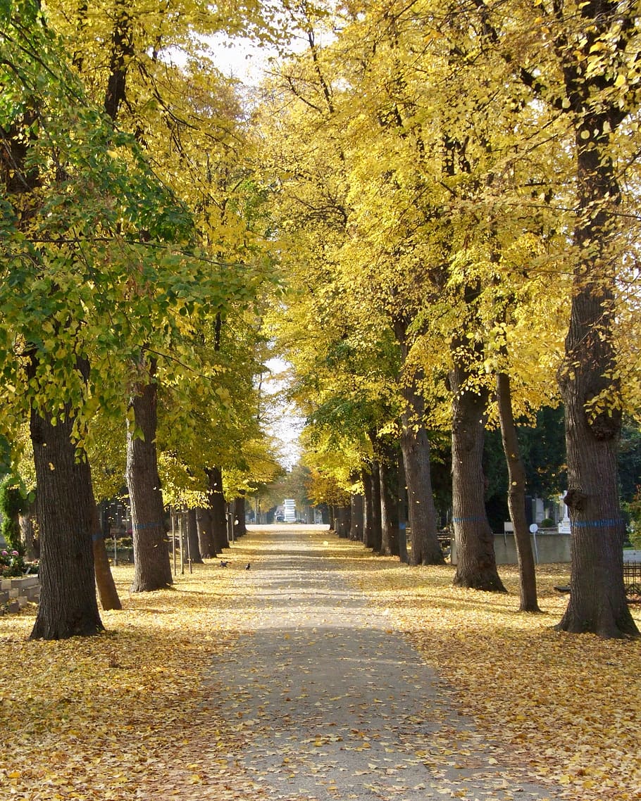 autumn, cemetery, all saints, avenue, autumn mood, trees, mood, central cemetery, vienna, gold