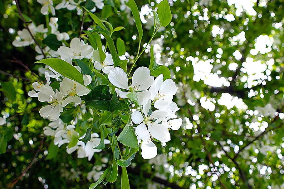 リンゴの木 花 白 夏 リンゴ お祝い 木 緑 葉 植物 Pxfuel