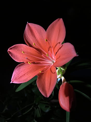 Fotos estambres de flores rojas libres de regalías | Pxfuel