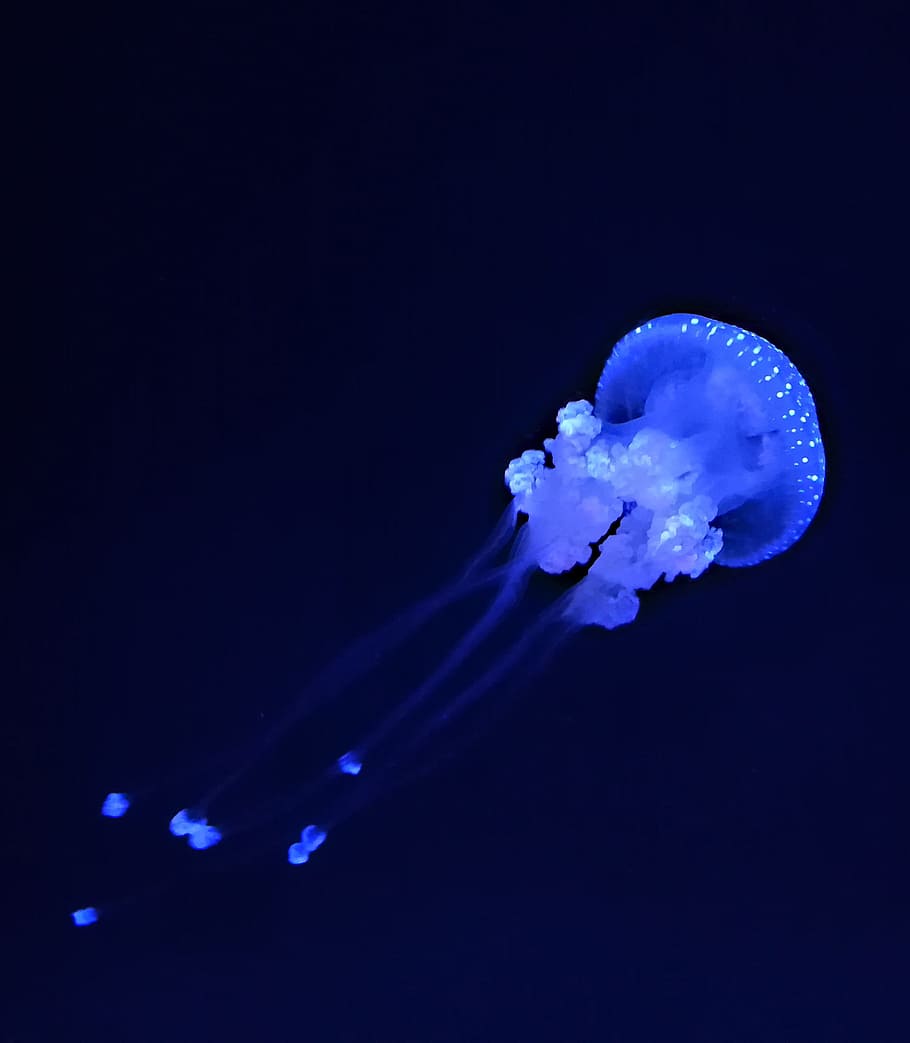 jellyfish, ocean, aquarium, landscape, nature, fish, underwater, blue, sea, water