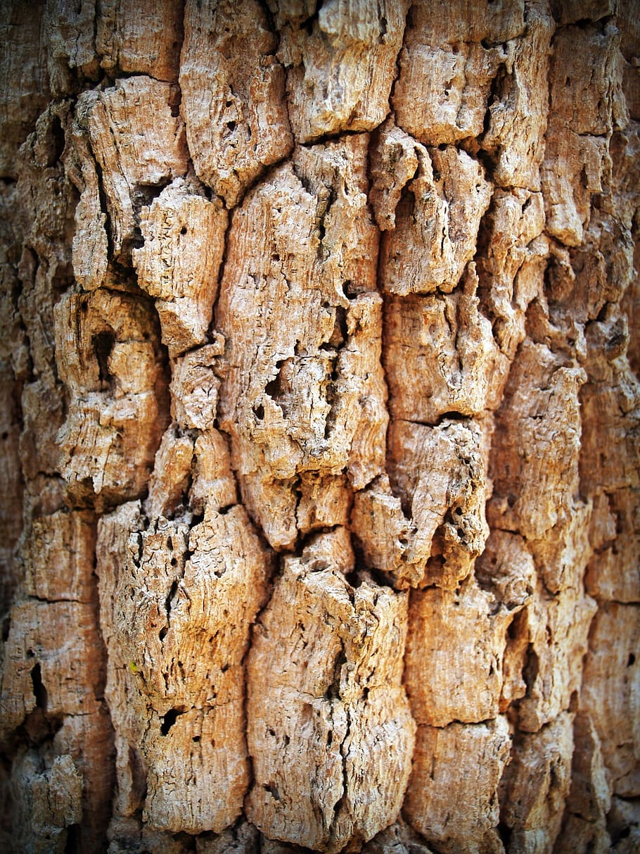 bark, tree, wood, pine, background, abstract, skin, board, surface, closeup