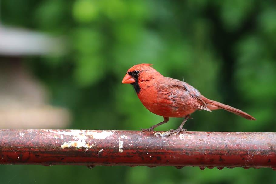 bird, cardinal, nature, wildlife, red, perched, avian, birdwatching, wild, outdoor