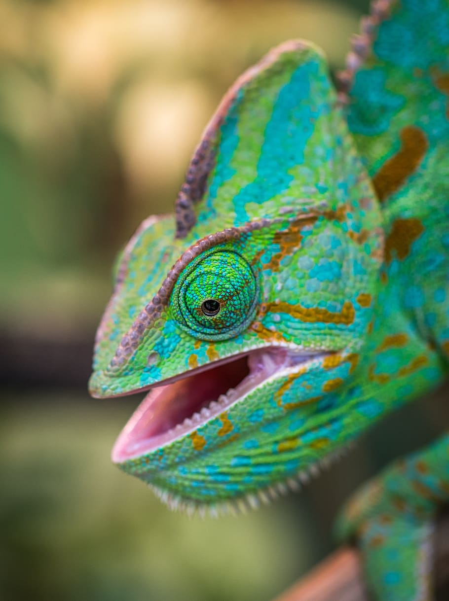 brown, purple, green, chameleon, mouth, snout, animals, reptiles, vertebrate, one animal