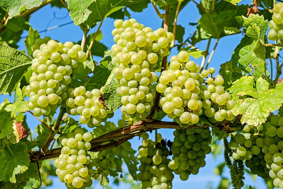 熟していないブドウ, ブドウ, 果物, つる, グレープバイン, ぶどう栽培, 緑のぶどう, 熟したぶどう, 緑, 金