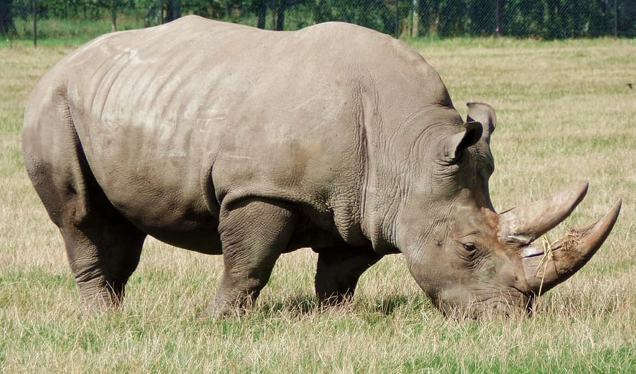 Rinoceronte, Safari Park, Dinamarca, Animal, Knuth Borg, África, safari, fauna, naturaleza, mamíferos