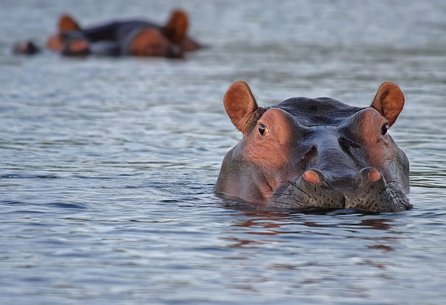 natación, río, durante el día, foto de primer plano, hipopótamo, primer plano, foto, animal, mira, atención