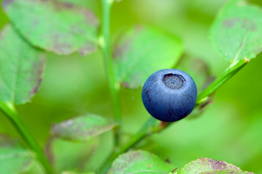 blueberry closeup photography, blueberry, berry, blue, eat, food, forest, fresh, fruit, green