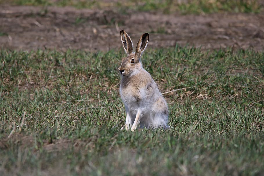 brown rabbit, jackrabbit, hare, wildlife, animal, nature, north dakota, usa, cute, rabbit