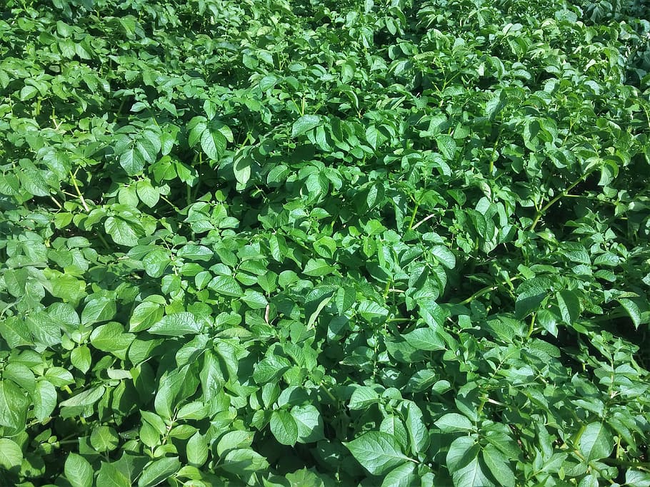 potato, πατατιά, potato plant, cultivation of potato, growth, green color, full frame, plant, leaf, plant part