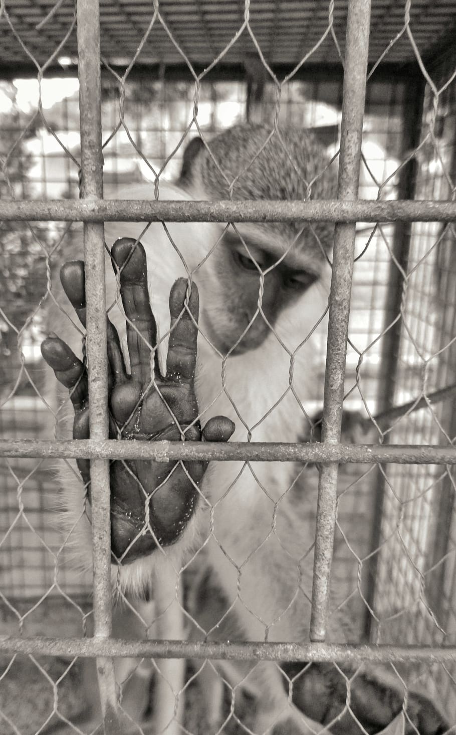 monkey, feelings, sadness, animal, sorry, human, fence, boundary, barrier, vertebrate