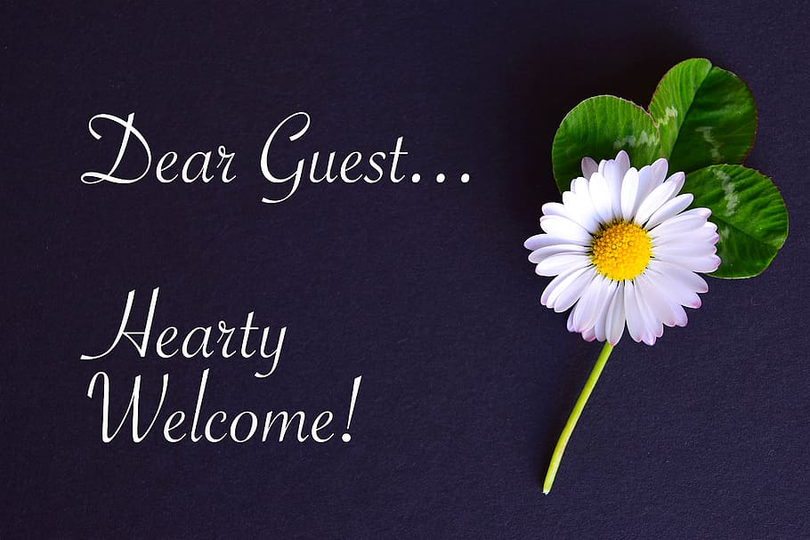 white, gerbera daisy flower, dear, guest text overlay, embassy, map, welcome, guest, geese flower, four leaf clover - Pxfuel