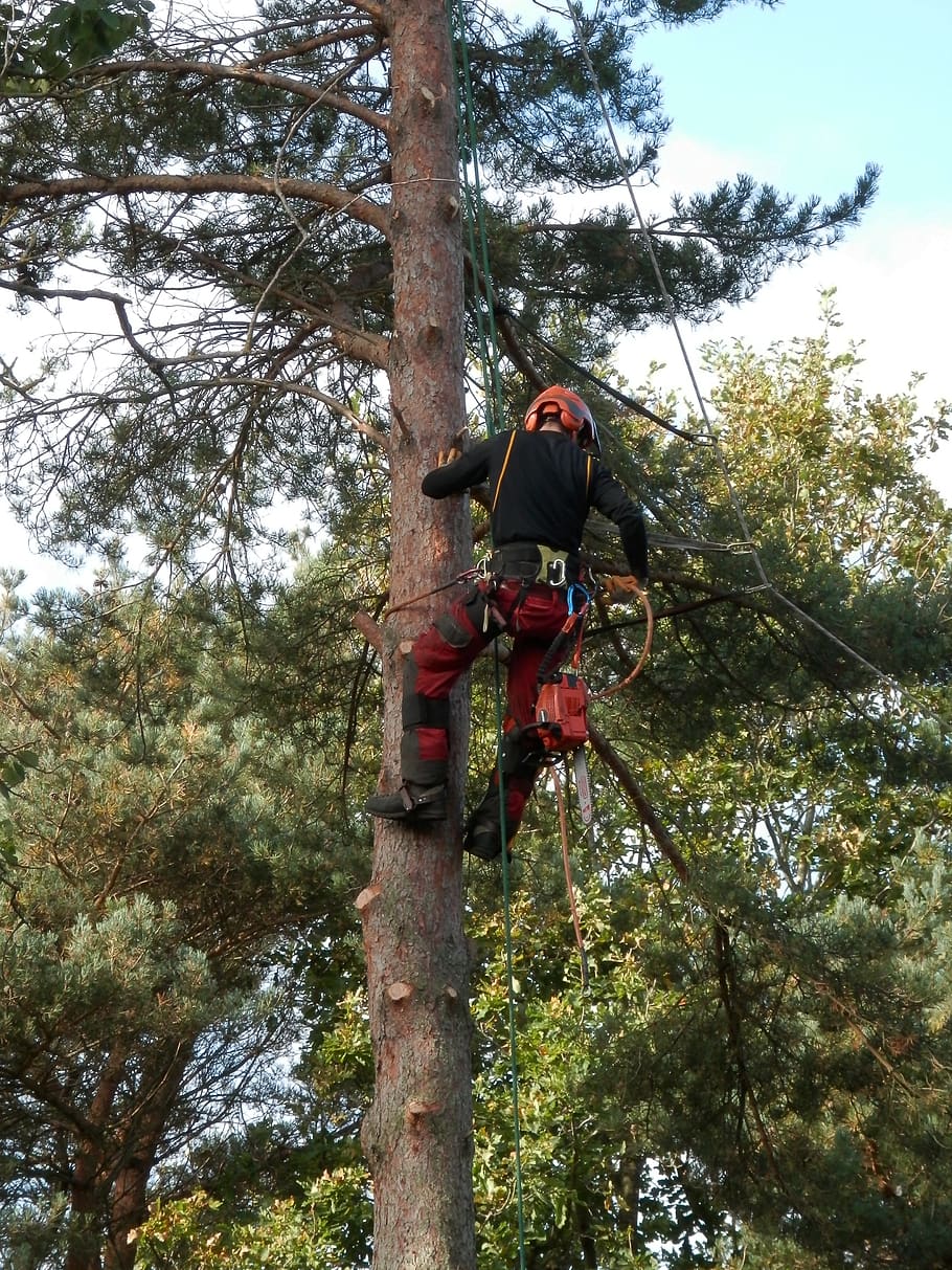 tree surgeon, tree logger, lumberjack, worker, tree, chainsaw, forestry, plant, real people, one person