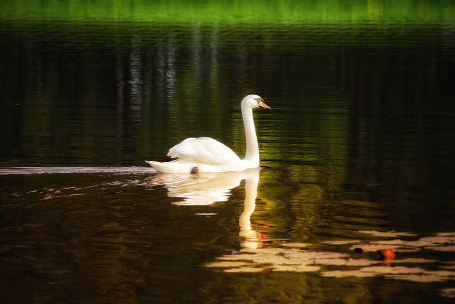 swan, lake, water, white, bird, animal, nature, white swan, pond, mirroring