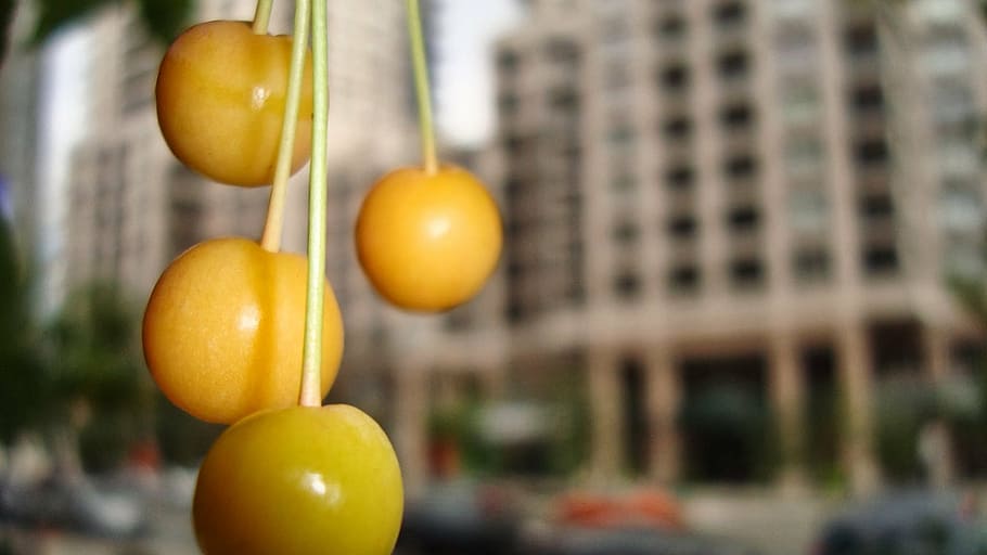 yellow cherries, city, toronto, food and drink, fruit, food, healthy eating, architecture, focus on foreground, close-up