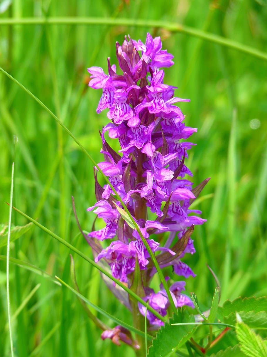orchid, western marsh, Orchid, Western, Marsh, western marsh, western marsh knabenkraut, nature, flower, purple, plant